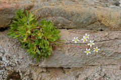Saxifraga cuneata, photograph (c) Thierry Arbault, some rights reserved (CC BY)