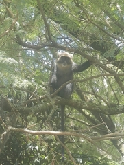 Cercopithecus mitis kolbi