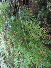 Selaginella involvens