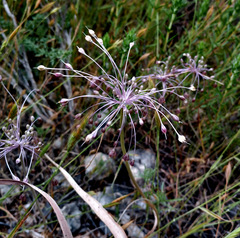 Allium daninianum