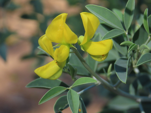 Crotalaria argyraea