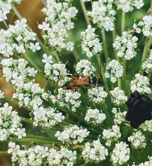 Stenopterus rufus syriacus