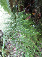 Selaginella involvens