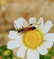 Stenopterus rufus syriacus