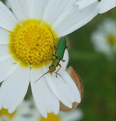 Chrysanthia flavipes