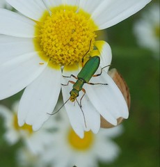Chrysanthia flavipes