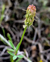 Trigonella spicata