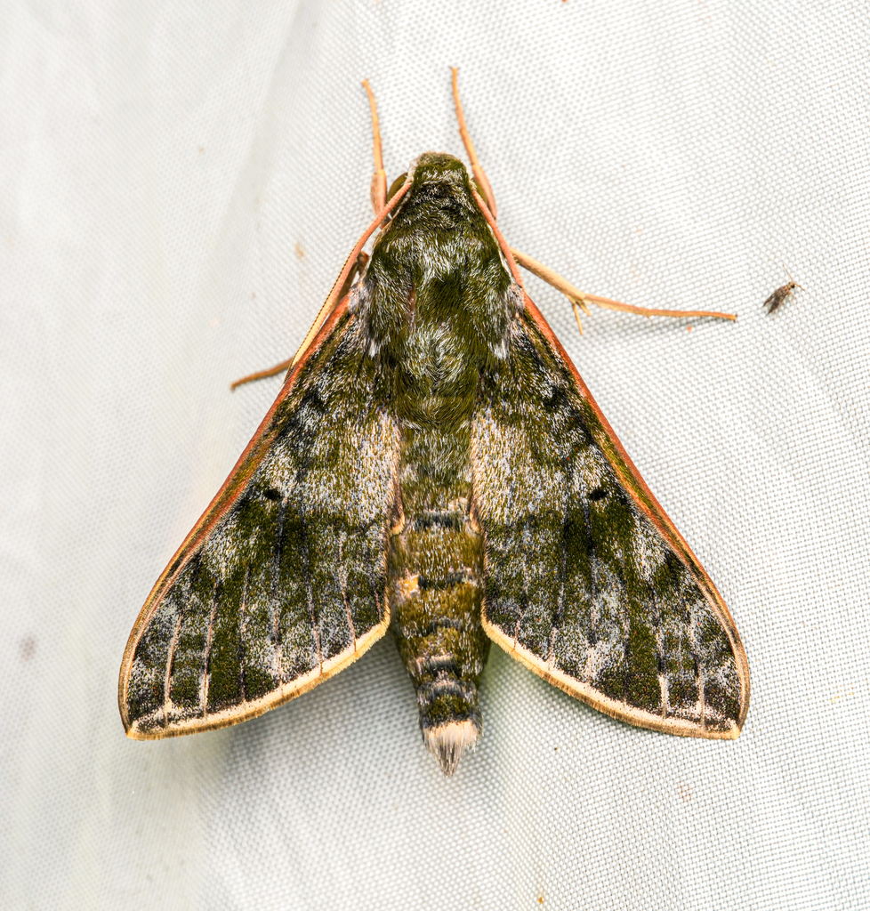 Griseosphinx marchandi