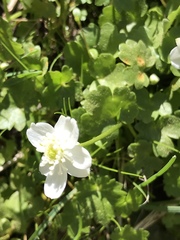 Kumlienia hystricula