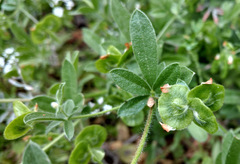 Anthyllis circinnata
