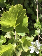 Kumlienia hystricula