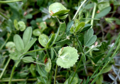 Anthyllis circinnata