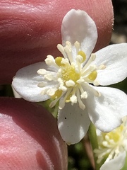 Kumlienia hystricula