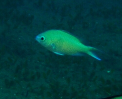 Chromis