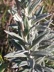 Senecio lineatus