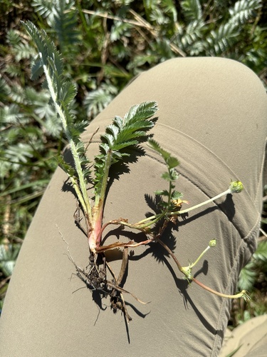 Žąsinė sidabražolė nuotrauka