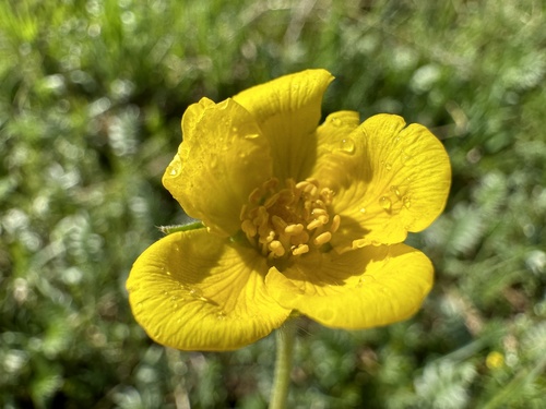 Žąsinė sidabražolė nuotrauka