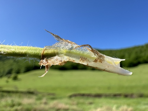 Žąsinė sidabražolė nuotrauka