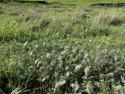 Žąsinė sidabražolė nuotrauka