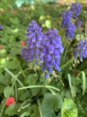 Muscari armeniacum
