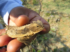 Phrynosoma taurus