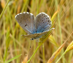 Pseudophilotes vicrama