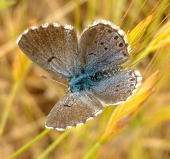 Pseudophilotes vicrama