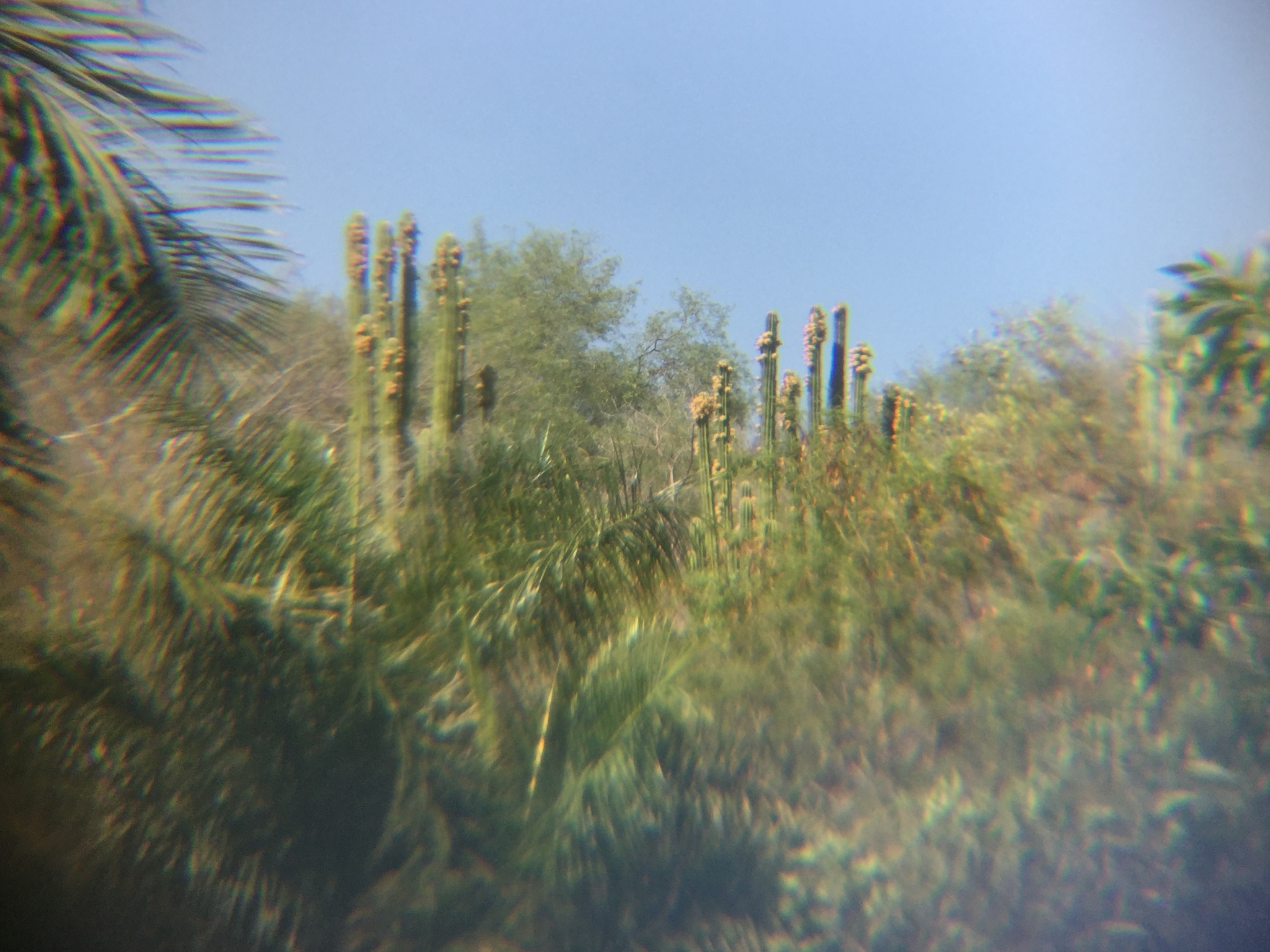 Pachycereus grandis