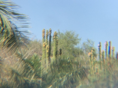 Image of Pachycereus Grandis (Pachycereus grandis) by (c) Erick Vélez Sánchez, some rights reserved (CC BY)