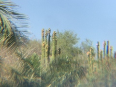 Pachycereus grandis