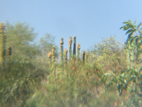 Image of Pachycereus Grandis (Pachycereus grandis) by (c) Erick Vélez Sánchez, some rights reserved (CC BY)