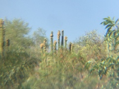 Pachycereus grandis, photograph (c) Erick Vélez Sánchez, some rights reserved (CC BY)