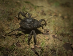 Onidistus araneus