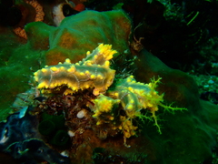 Colochirus robustus