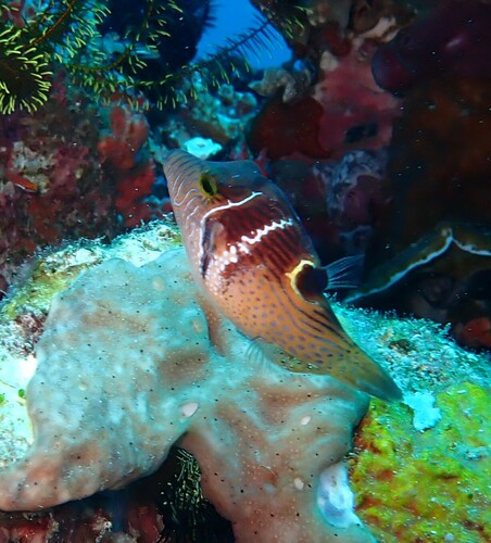 Canthigaster ocellicincta observed 2024-05-14
