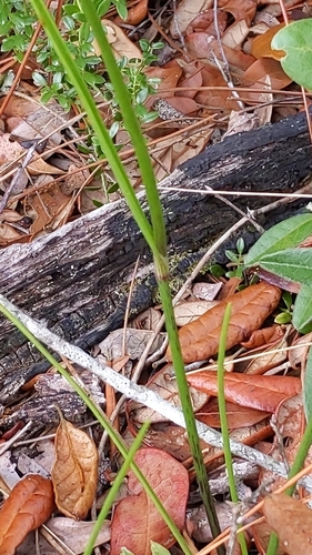 Image of Callisia ornata by no rights reserved