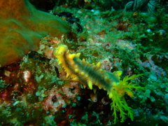 Colochirus robustus