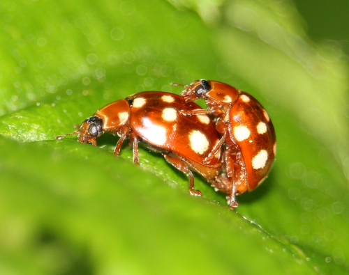 Cream-spotted Ladybird
