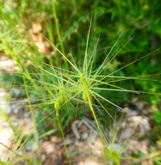 Aegilops triuncialis