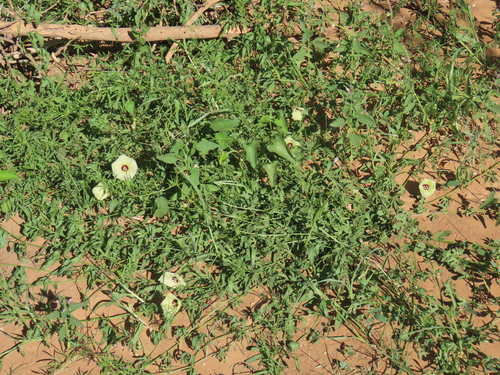 Image of Morning-Glory (Merremia palmata) by no rights reserved
