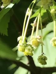 Acer glabrum