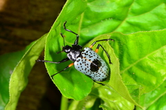 Cypherotylus debauvei