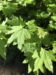 Acer glabrum