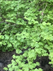 Acer glabrum