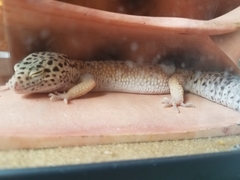 Eublepharis macularius