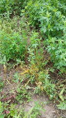 Cuscuta chinensis applanata