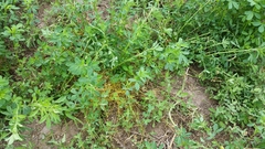 Cuscuta chinensis applanata