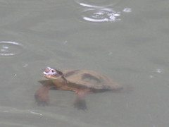 Mauremys mutica mutica