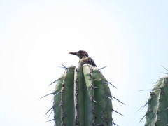 Melanerpes hypopolius