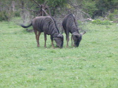 Connochaetes taurinus